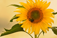 Yellow Sunflower with Bee, North Hudson 300