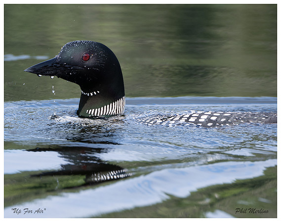 "Up For Air" Johnson Pond, North Hudson