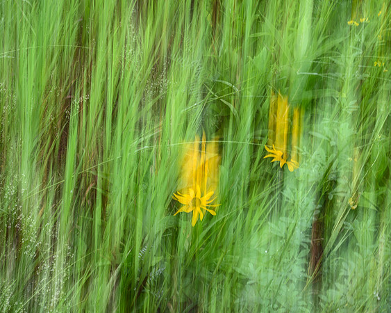 "Descending Daisies" Upper Jay