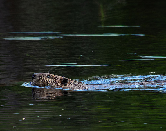Beaver, Chubb River, Lake Placid, NY