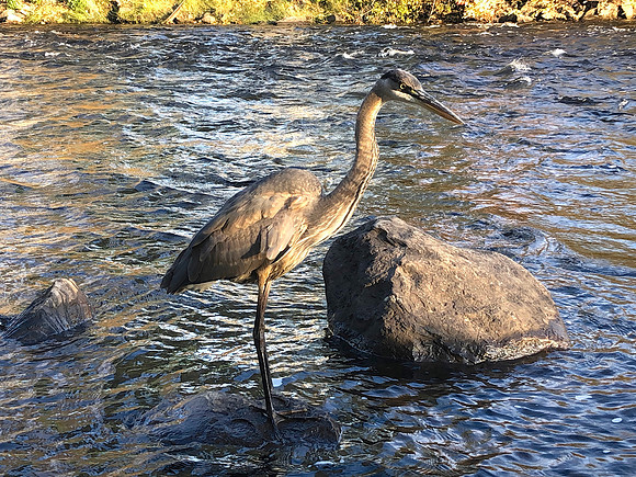 Great Blue Heron, Saranac River