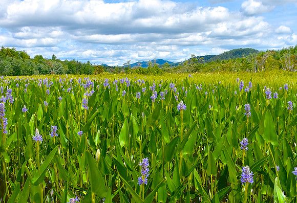 Pickerelweed Field on the Sacandaga River, Speculator