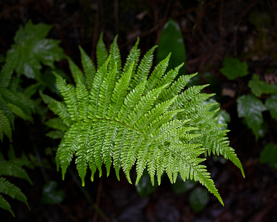 "Siblings", The Branch, North Hudson