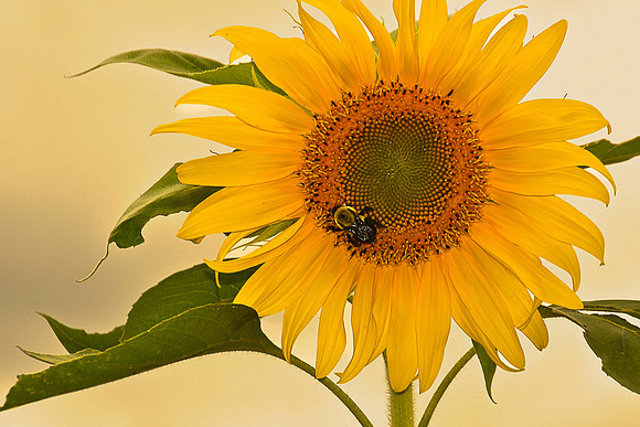 Yellow Sunflower with Bee, North Hudson 300