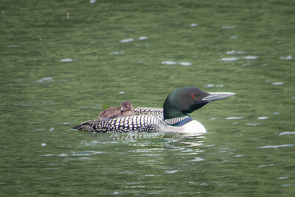 Loon Baby on Back, Lake Colby, Saranac Lake