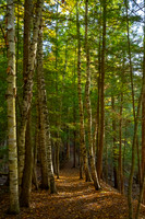 Heron Marsh Trail, The Vic 300