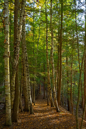 Heron Marsh Trail, The Vic 300