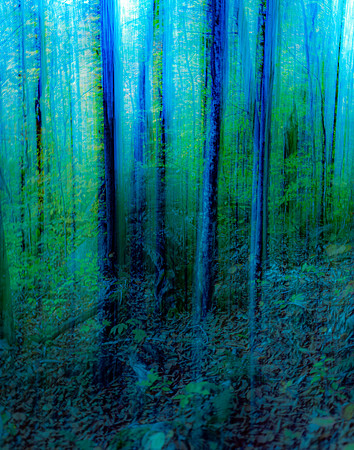 Blue Forest, Coney Mtn Trail 300_