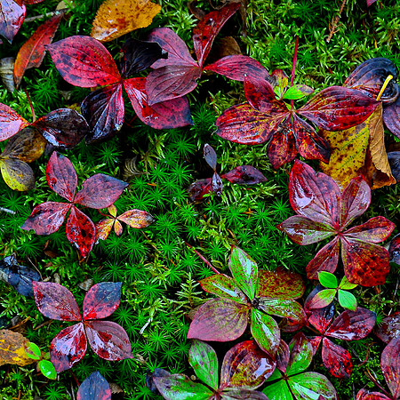 Clover, Rocky Ridge Peak