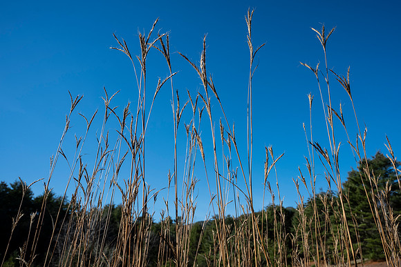 Growing Tall, North Hudson