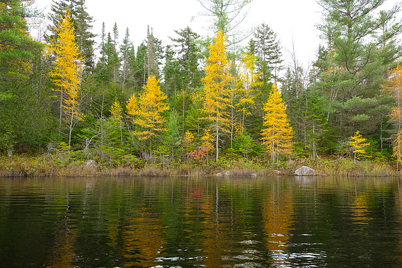 Cheney Pond Tamaracks