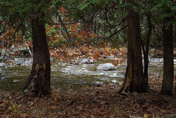 "Between Trees" The Branch, North Hudson
