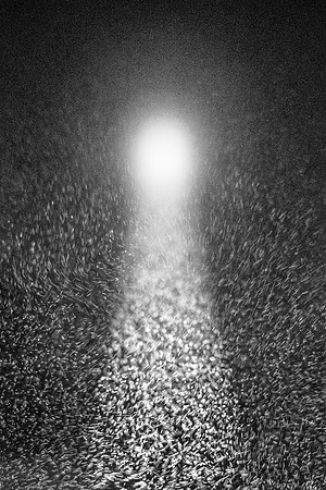 SnowLight 1 B&W