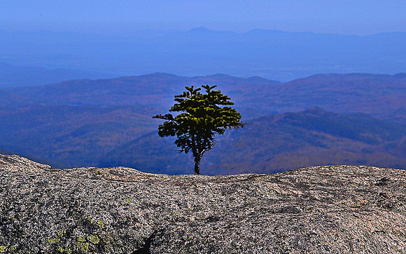 Summit, Dix, Solo Tree