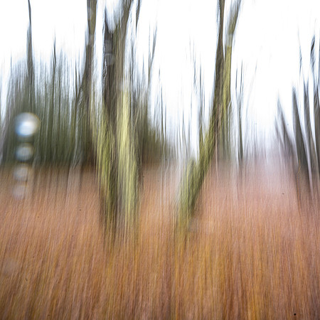 Field of Grass, Schroon Lake