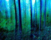 Blue Forest, Coney Mountain Trail Landscape