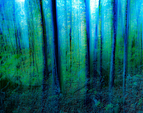 Blue Forest, Coney Mountain Trail Landscape