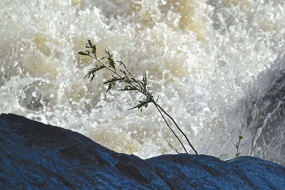 Solo Branch, Blue Ridge Falls, North Hudson