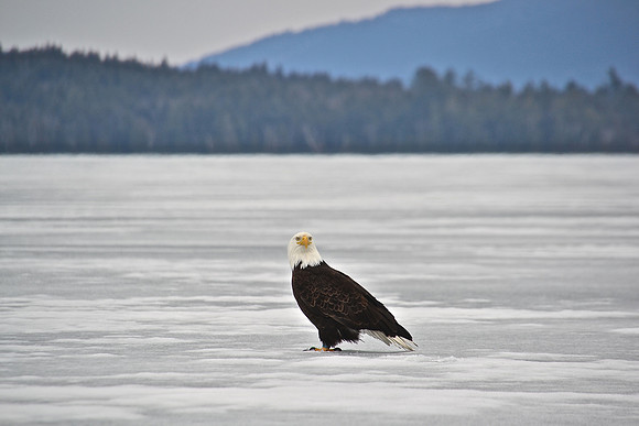 Bald Eagle, Pelky Bay, Upper Saranac Lake 2