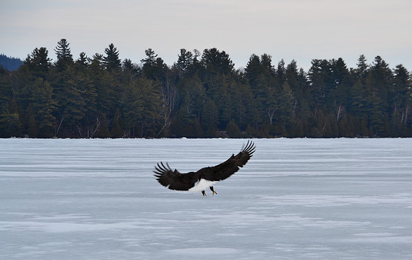 Bald Eagle, Pelky Bay, Upper Saranac Lake 7