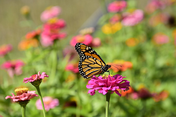 Monarch Butterfly, North Hudson 4