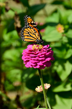 Monarch Butterfly, North Hudson 5