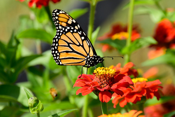 Monarch Butterfly, North Hudson 6