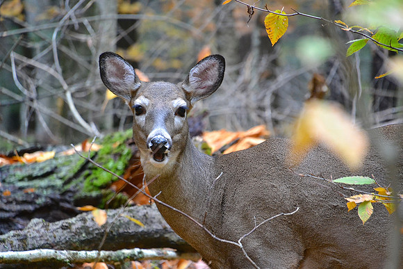 Doe, Ausable Club, Keene Valley