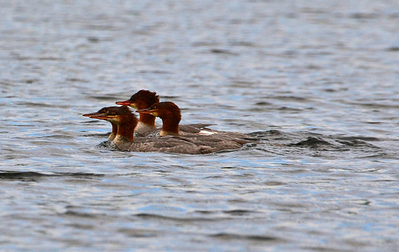 Female Mergansers, Sanford Lake, Tahawus Tract