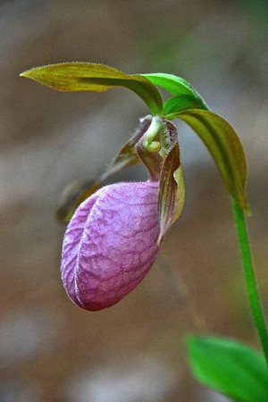 Pink Lady Slipper, North Hudson 2