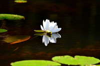 Water Lily, Deadwater, North Hudson 1