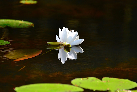 Water Lily, Deadwater, North Hudson 1