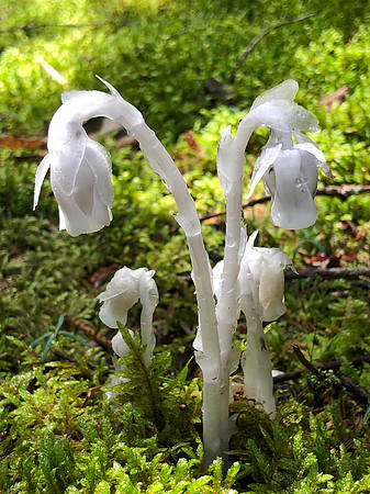 Flower Called Ghost Plant, Indian Pipe or Corpse Plant