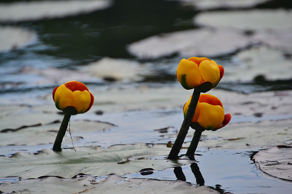 Water Lilies, Deadwater, North Hudson
