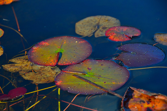 Lilly Pads, Deadwater, North Hudson