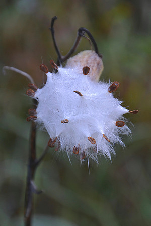 Milkweed Pods, North Hudson 1
