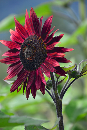 Red Sunflower, North Hudson