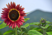 Red Sunflower & Nippletop Mountain, North Hudson 1