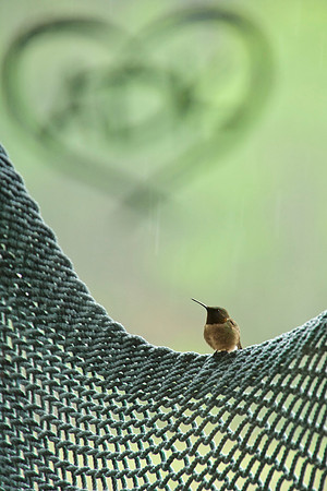 Hummingbird, North Hudson