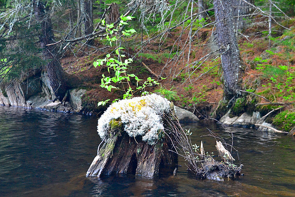 Moss on Stump, Lows Lake, Tupper