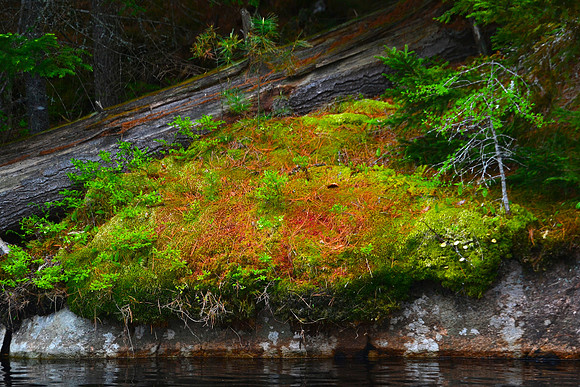 Moss on Rocky Shore, Lows Lake, Tupper