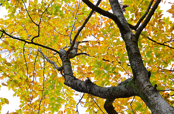 Looking Up, Fall Colors, Ausable Club