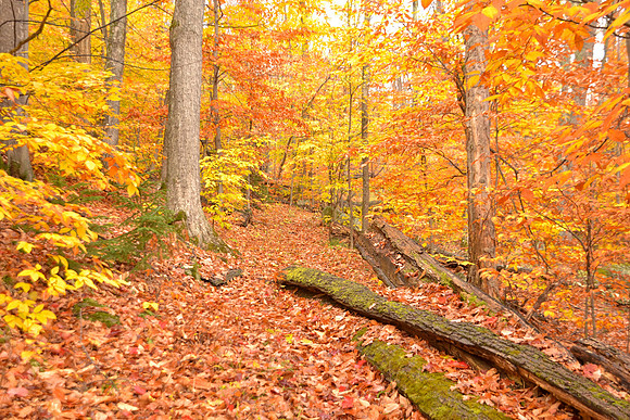 Fall Colors, Ausable Club, Keene Valley