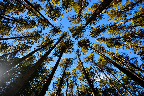 Looking Up, Trail at RR Tracks, Saranac Lake