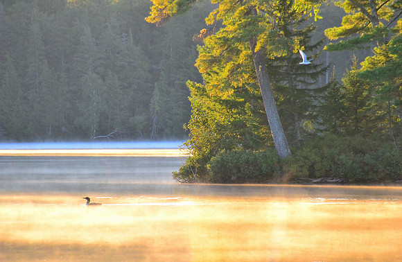 Loon in Opposition, Early Morning, Follensby Clear Pond