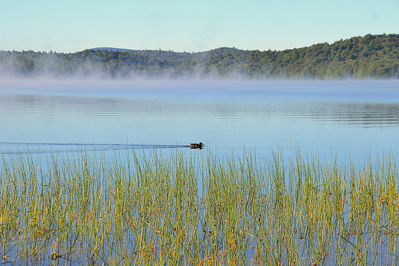 Mallard, Sunrise, Lake Eaton