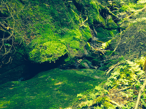 Moss, Trail to Marshall 1