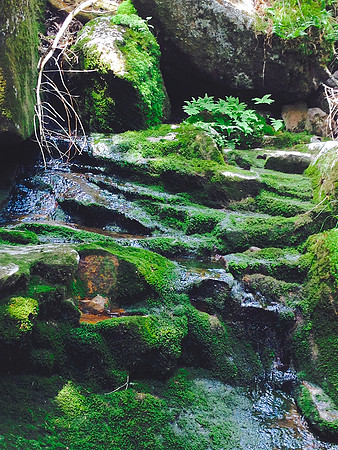 Moss, Trail to Marshall 2