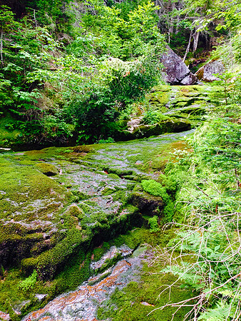 Moss, Trail to Marshall 5
