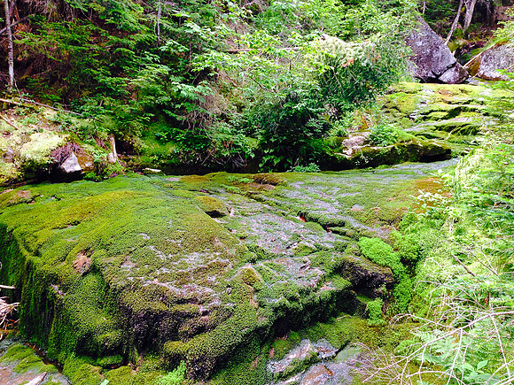 Moss, Trail to Marshall 3